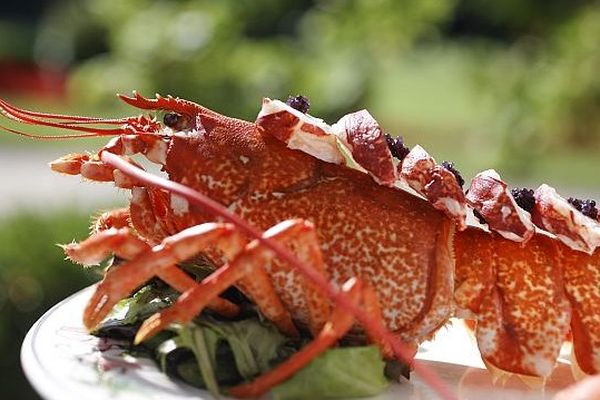 Homard en salade, archives