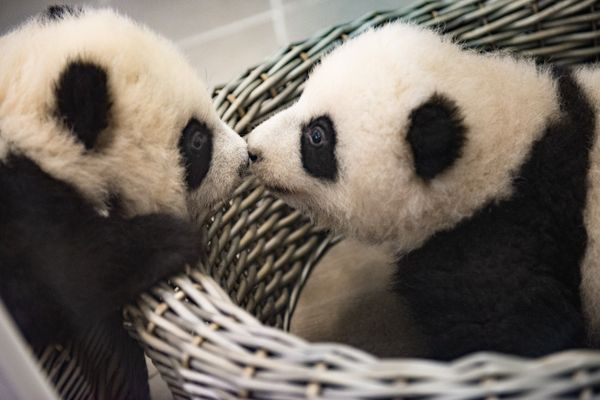 Les deux pandas jumeaux Bao Di et Bao Mei, avant leur départ pour la Chine