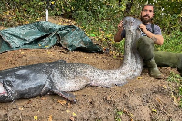 Superbe prise de silure, un trophée temporaire qui sera rejeté à l'eau