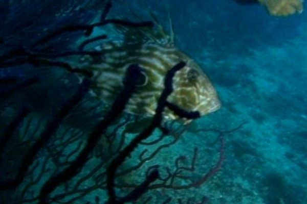 Le monde sous-marin est célébré pendant 4 jours à Marseille