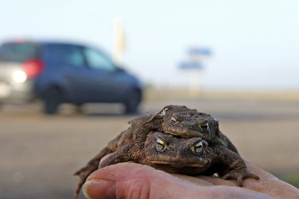 Les batraciens traversent la route en fin de journée pour retrouver étangs et mares. 