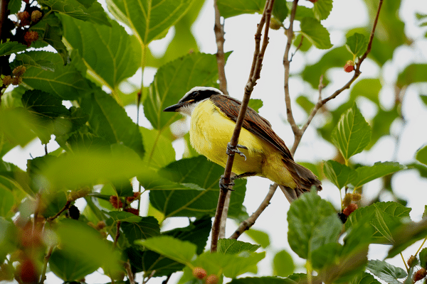 La faune est largement impactée par le réchauffement climatique