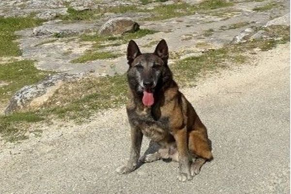 Le berger belge malinois Narko, du groupe d'investigations cynophile (GIC) de la gendarmerie du Gard, va prendre sa retraite