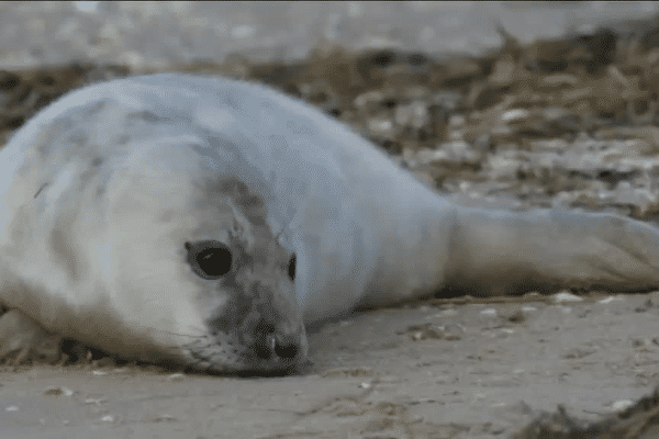 Le bébé phoque gris est né sur une plage au nord du Crotoy, le 13 janvier 2016.