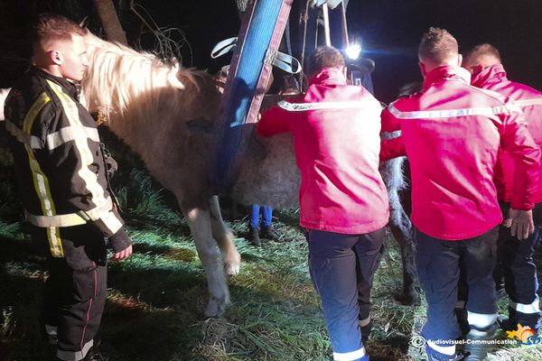 Le cheval a été hissé au moyen de cordages