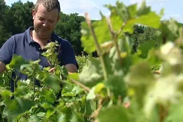 Denis Breussin, vigneron en AOC Vouvray (Indre-et-Loire). 