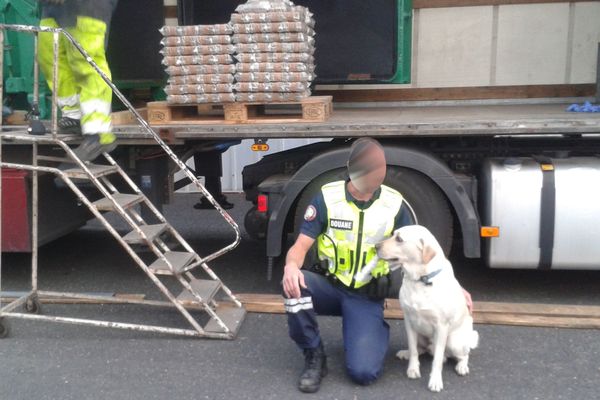 C'est le chien anti-stupéfiant Like qui a découvert où était dissimulée la drogue.