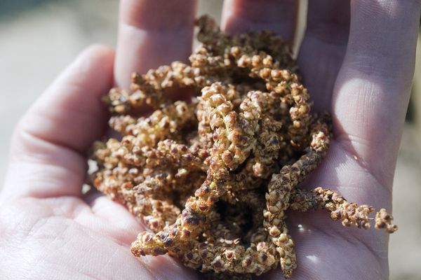 Les très allergènes fleurs de bouleaux