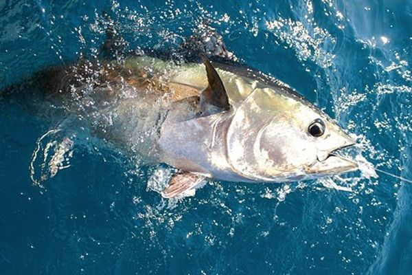 La pêche sportive au thon - archives