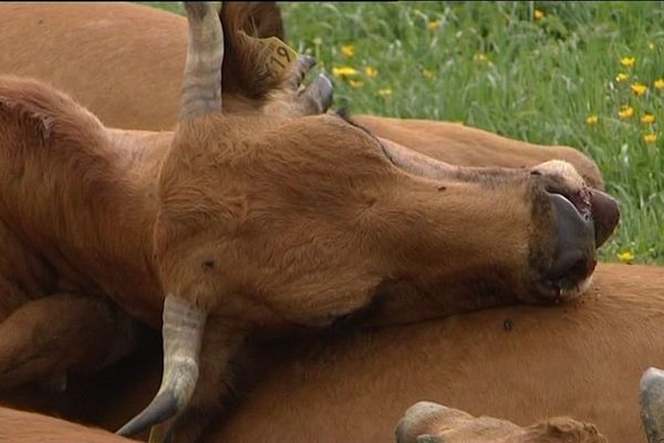 Huit vaches ont trouvé la mort dans la collision avec un train TER qui roulait entre Roanne et Lyon, à hauteur de Pradines (Loire) - Archives 