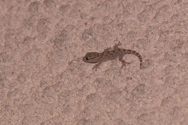 Un gecko vu à bordeaux le 5 septembre 2022. Dans certains pays, ces animaux sont considérés comme sacrés et portent bonheur.
