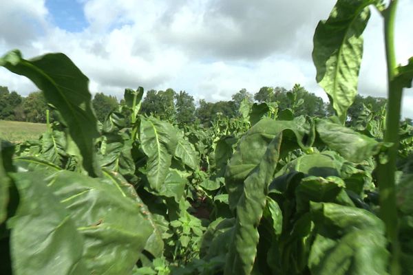 Un producteur corrézien se spécialise dans le tabac pour cigarette-électronique