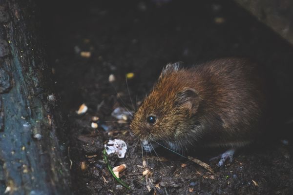 Le campagnol terrestre, également appelé rat taupier, est un animal mycophage. Il raffole des racines des arbres fruitiers.