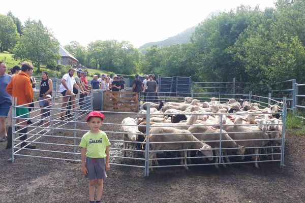 Un troupeau se préparant à la transhumance.