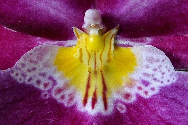 Un papillon ? Presque... Miltonia, orchidée de Colombie