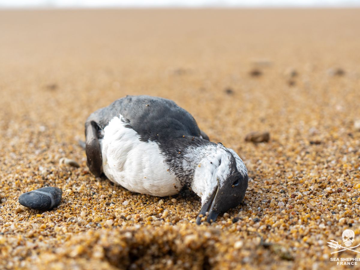 Un nombre inhabituel d oiseaux marins retrouv s morts sur les