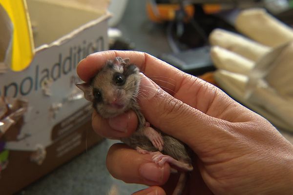 Ce bébé lérot est nourri et soigné au Tichodrome puis il sera relâché dans la nature.