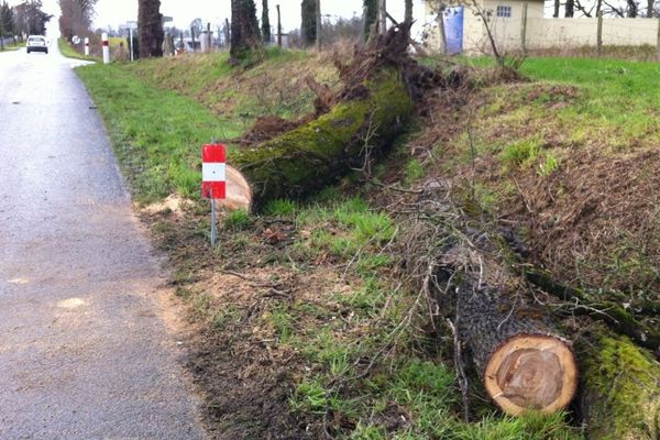 Un arbre s'est ce matin couché en travers de la route à Aixe-sur-Vienne