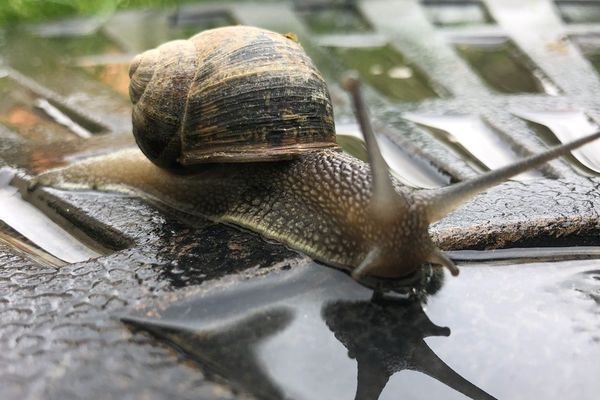 Un escargot rennais s'offre une flaque d'eau