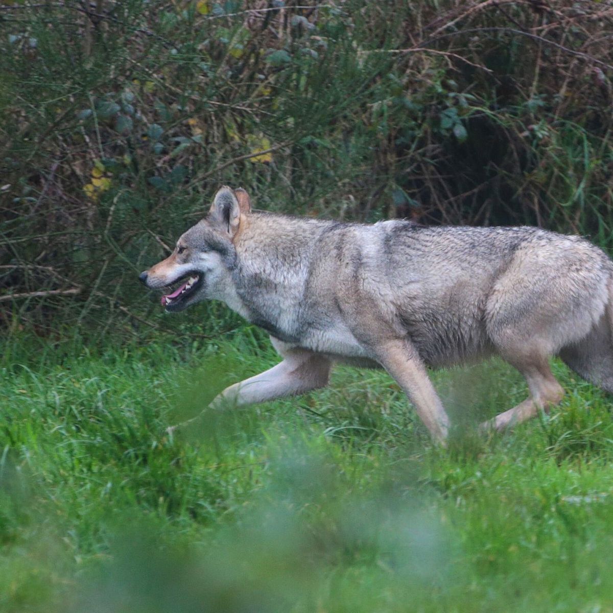 Loup : le gouvernement se place du côté des éleveurs