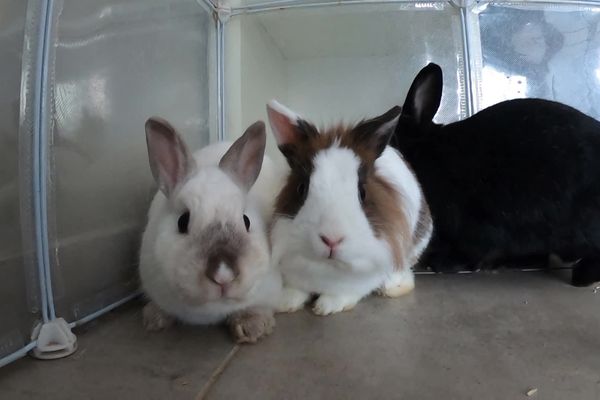 L'association de Charente-Maritime la maison de Locky recueille les lapins abandonnés ou maltraités