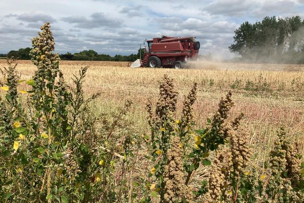 Récolte du quinoa dans le Maine-et-Loire