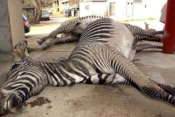 A chaque inondation, de nombreux animaux périssent