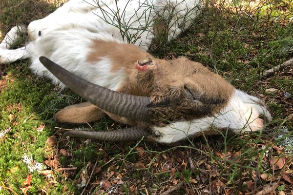 L'oreille de l'animal a été sectionnée, sans doute pour faire disparaître sa bague d'identification