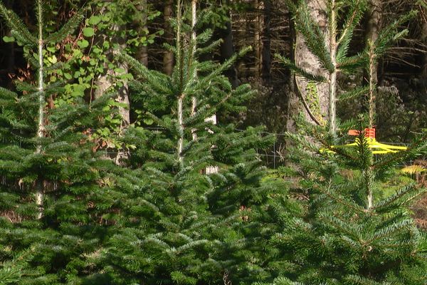 Pénurie de main d'œuvre pour la saison des sapins de noël