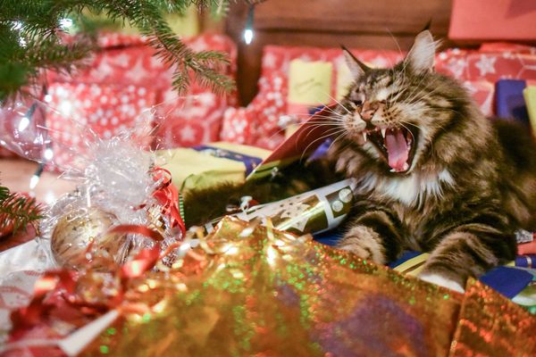 Pendant les fêtes de fin d'année, attention aux guirlandes qui peuvent blesser les chats.