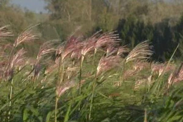 Une nouvelle source d'énergie : le miscanthus