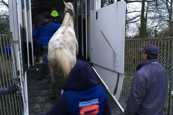 les chevaux pris en charge par les associations de protection des animaux en janvier 2018