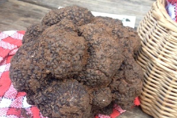 La truffe du Périgord et le marché de Lalbenque