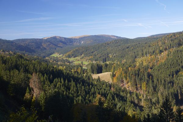 Une tête de cheval a été découverte jeudi 5 mai sur un chemin de randonnée en Forêt-Noire.