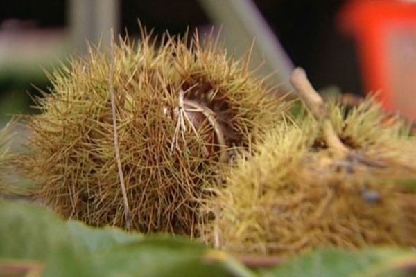 Au sud de l'Auvergne, la castanéiculture reste pour certains agriculteurs un complément de revenu important.