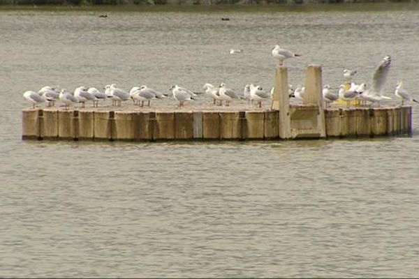 Les mouettes rieuses peuplent les plans d'eau en hiver (lac Kir de Dijon)