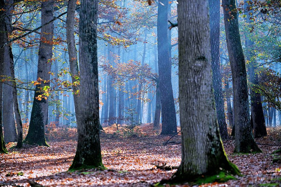 INTERVIEW - Les habitants doivent se mobiliser pour les forêts des  Pyrénées - France Bleu