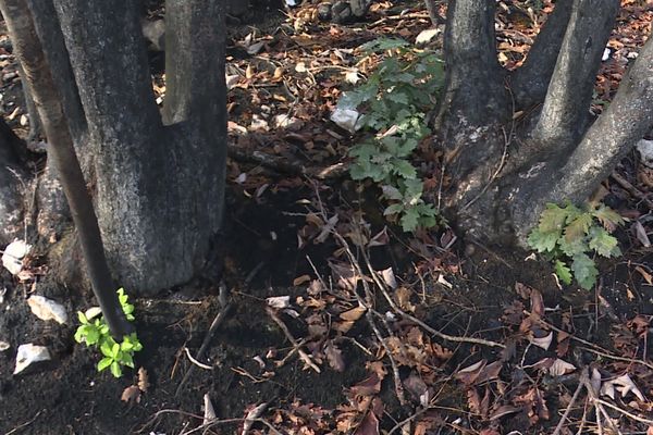 Premières repousses après les incendies de forêts dans le Jura.