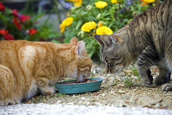 L'alimentation de son animal de compagnie peut susciter des interrogations.