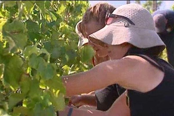 Une australienne et une suédoise chez un viticulteur ardéchois.