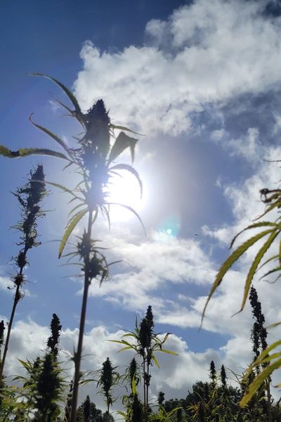 "C'est une plante rustique extrêmement résistante avec une croissance rapide. Elle n'a pas besoin d'insecticide, d'herbicide ou de fongicide pour être cultivée."