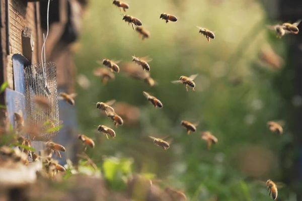 La préservation des abeilles, un des enjeux pour INRAE, nouvel acteur majeur de la recherche