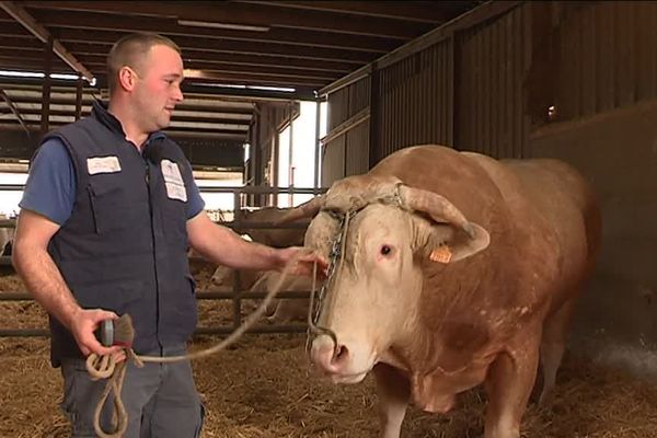 Le taureau "Malinois" concourt dans la catégorie "Blonde d'Aquitaine au Salon de l'Agriculture 2019