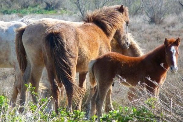 Chevaux de Camargue