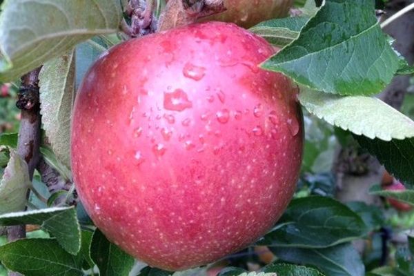 La Braeburn est une des variétés tardives produites en Alsace