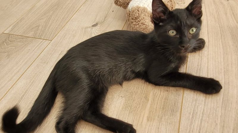 Nantes Pour Halloween Adoptez Un Chat Noir