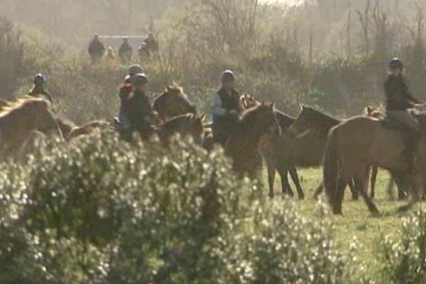 Le Henson est le cheval emblématique de la région. 