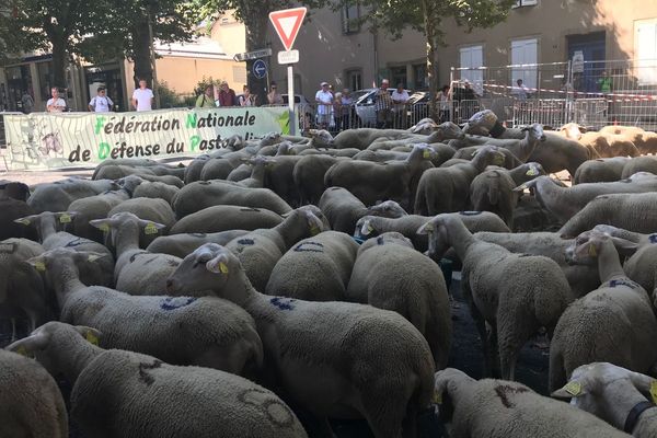 Manifestation de bergers avec leurs troupeaux de brebis contre le plan Loup, à Mende, en Lozère le 26 juillet 2018.