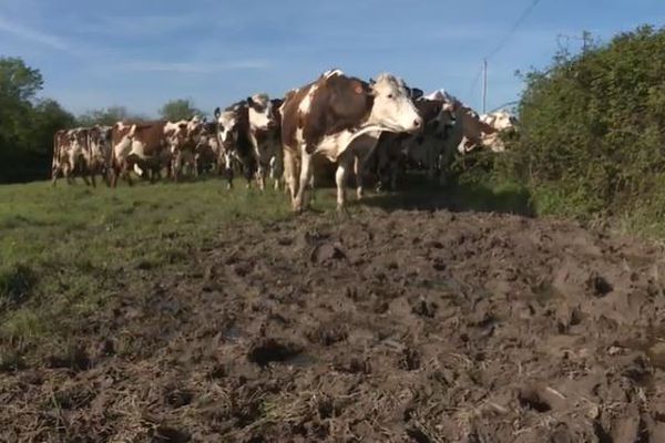 Le passage des animaux sur les prairies humides tasse les herbages.