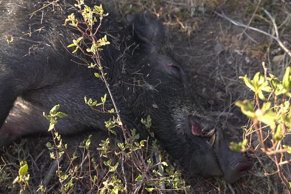 Une battue de sangliers est organisée le samedi 19 août 2023 par des chasseurs près de Neffiès, dans l'Hérault, pour protéger les vignes.